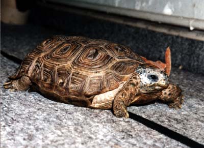 mein Schildkrt Erna :)